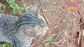 kucing belang manja