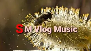 This is summer official song  background music for videos(Royalty Free No Copyright)