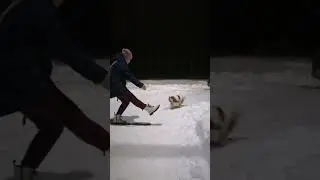 it's not boring with us#funny dogs#shorts It should be done like this