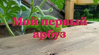 Мой первый арбуз