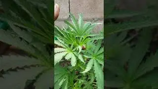 Jamaican lifestyle...Outdoor style...Organics👌