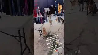 Nunca me lo imaginé que me pasara esto 🐶♥️.
