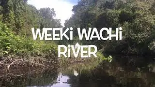 manatee sighting & killer whales