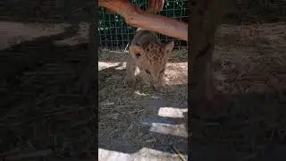 Миленький малыш) Парк львов Тайган #тайган