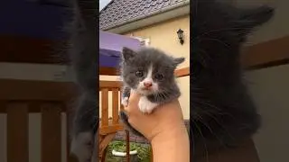 Малышка родила 5 !!! котят. наш ТГ:darindvor2