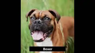 Popular Dogs Breeds | कुत्तों की नस्लों के प्रकार। #dog #dogbreeds #doglover #dogs #pets #animals