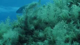 The Book ofMarine Protected Areas Trailer