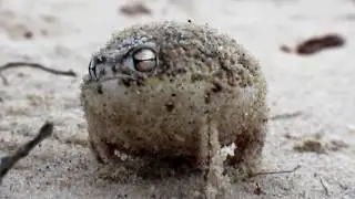 A very angry Lemme Smash