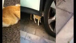 Me giving food to a streetcat, what everyone should do.