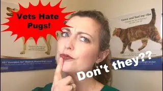 Vets Hate Pugs!! Don't they?!
