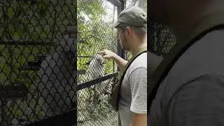 Ласковый какаду зоопарка Паттайи #путешествия #паттайя2023