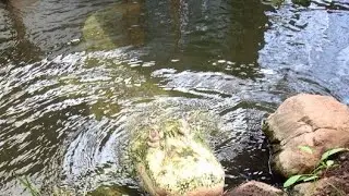 Wild Charles is live! Albino Alligators!