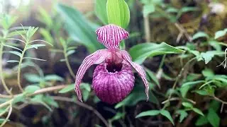 Cypripedium yunnanense, tibeticum and calcicola - China