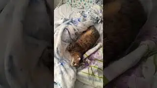 #кисонька #кошки #cat #кошка #отдыхает #тесса