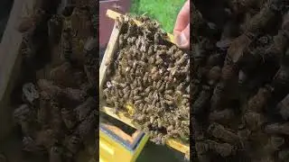Заселение нуклеусов рамками с расплодом