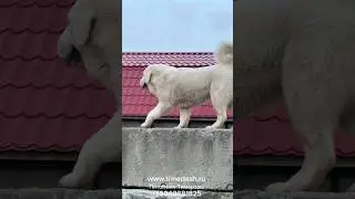Central Asian Shepherd Dogs kennel Timertash sign up for puppies AUTUMN Subscribe to new videos +...