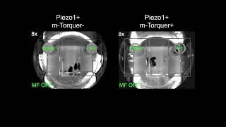 Modulation of mouse brain circuits with magnetogenetics