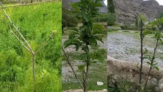 Тарзи пайванд кардани дарахти себ(Искана пайванд)Grafting Apple🍎trees.Прививка яблони