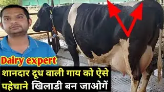 Best hf cow की पहेचान कैसे करे । How to purchase best milking cow for dairyfarm.