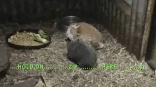 Wombat and Rabbit.