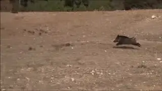 SARAYCIK DOMUZ AVI 2020 (TURKEY WİLD BOAR HUNT)