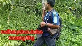 berpetualang ke kebun durian di gunung