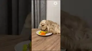 Кушать подано! Садитесь жрать пожалуйста! 🤣