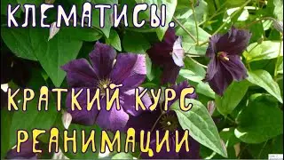 Клематисы. Краткий курс реанимации