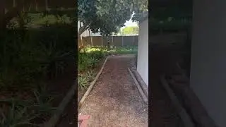 Daphne is having the time of her life at her new home (About 2 weeks after moving)