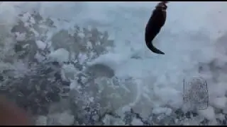 Ротан зимняя рыбалка