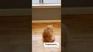 Забавный кот. 