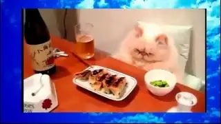 приколы про кошек котеки