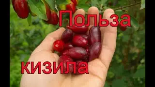 Кизил польза и вред.