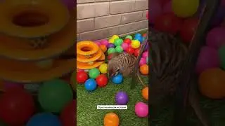 🤣TikTok 🥰 Подпишись 🙏🏻 Поставь лайк! #tiktok #тренды  - #Shorts