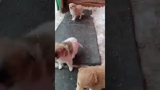 отдаем сабачат в добрые руки
