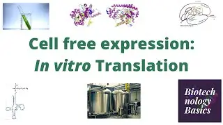 In vitro translation: Cell free expression