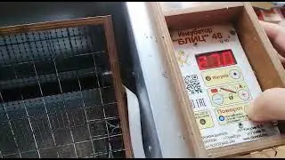 Блиц 48 Инкубатор