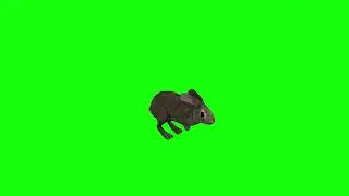 Rabbit run - Green Screen