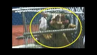 Dizem que um homem capturou esse duende na Rússia verdade ou fake ?