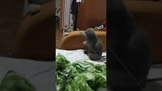 Игра в кошки-мышки. Мэри и Хутор