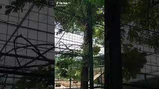 котик каскадёр 😱/зоопарк