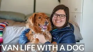 VAN LIFE with a DOG: WHAT you NEED TO KNOW