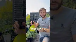 Natural solution to treat your plants 🌿 from aphids & bugs 💚 