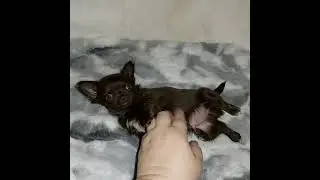 щенок чихуахуа д.ш.