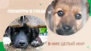 Усынови нас Человек !