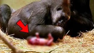Gorilla Gave Birth to Something Very Rare - Everyone Was Amazed When They Saw Her Offspring!