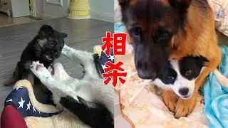 小德牧被边牧欺负，长大后绝地反击，真是漂亮！德牧：比你长得快【阿尔法是只边牧】