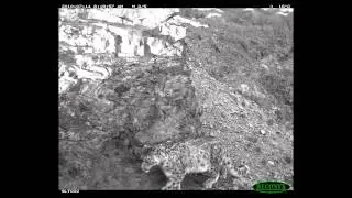 Wild Snow Leopard Families Part 2