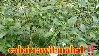 CABAI RAWIT MAHAL ENGGAK NGARUH KARNA KITA NANAM SENDIRI