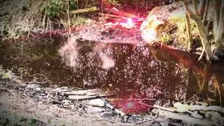 Stream Lights